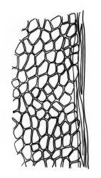 Fissidens curvatus var. curvatus, laminal cells, margin of dorsal lamina. Drawn from J.E. Beever 74-50, AK 291832.
 Image: R.C. Wagstaff © Landcare Research 2014 